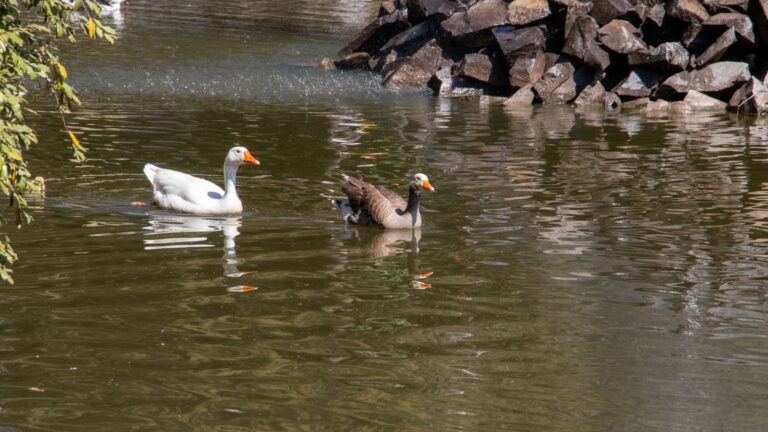 Lago IBERO Puebla, un refugio clave para la biodiversidad poblana
