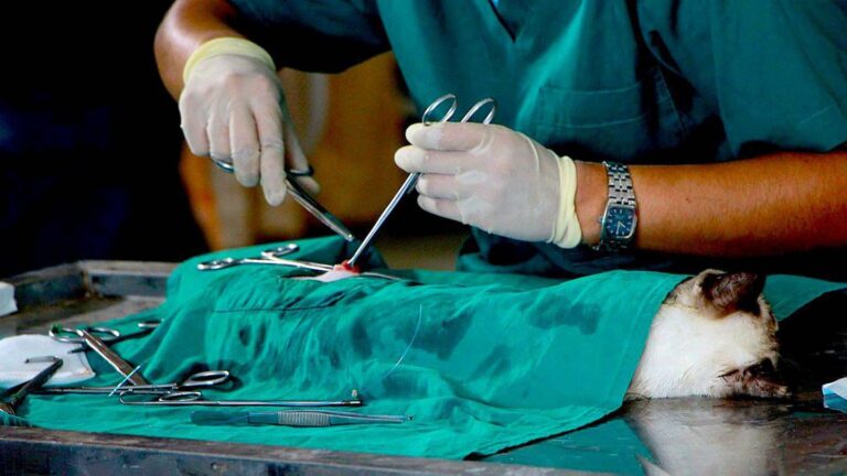 Pepe Chedraui impulsa el bienestar animal en Puebla con más de 8 mil acciones durante febrero