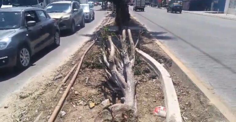 Investigarán si existieron permisos para talar árboles en Calzada Zaragoza