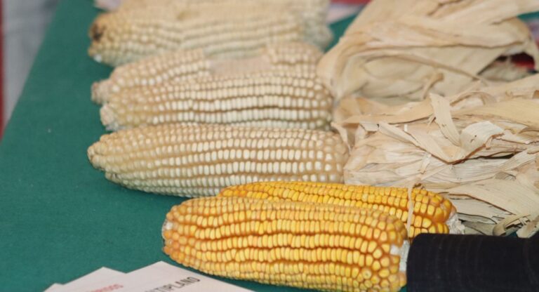 Tecamachalco inicia entrega de apoyos para la adquisición de semilla de maíz mejorado