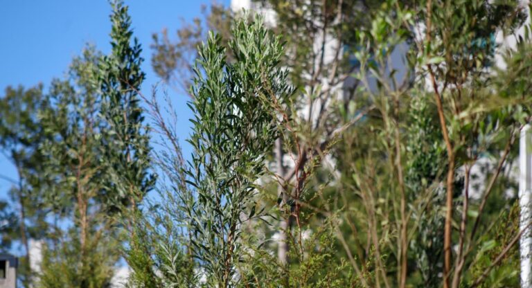 Bosque Urbano en CIS y Parque Ecológico se fortalece con 2 mil 200 nuevos árboles