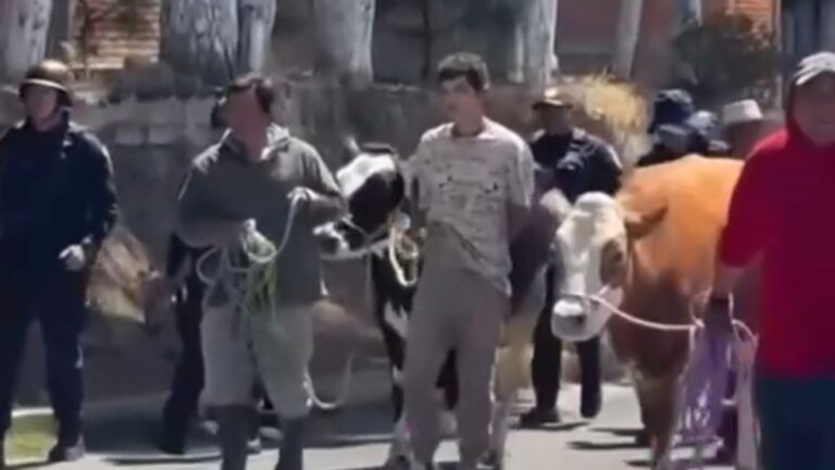 Detienen y amarran a menor de edad por robar ganado en Calpan