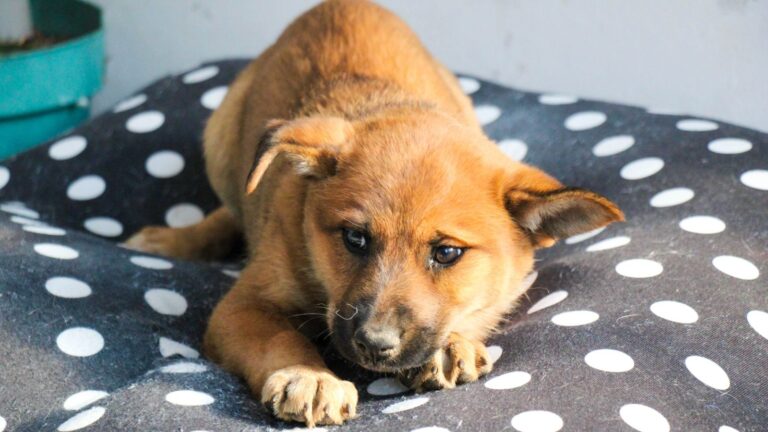 Cuatro perritos buscan familia en Huejotzingo: Roberto Solís impulsa adopción responsable