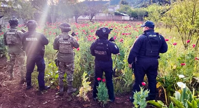 Patrullajes focalizados permiten asegurar plantío de amapola en Atempan