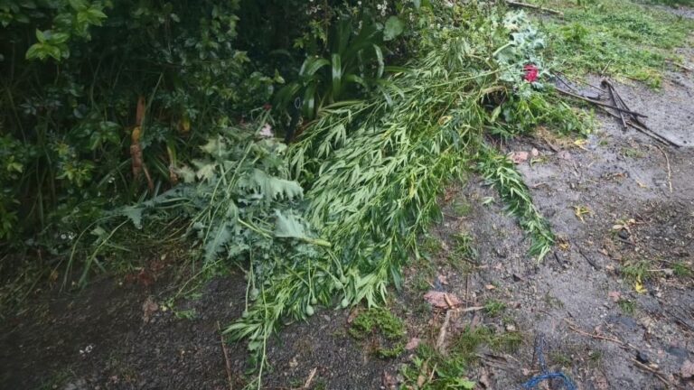En Atempan, Seguridad Pública localiza predio con cultivos de amapola y marihuana