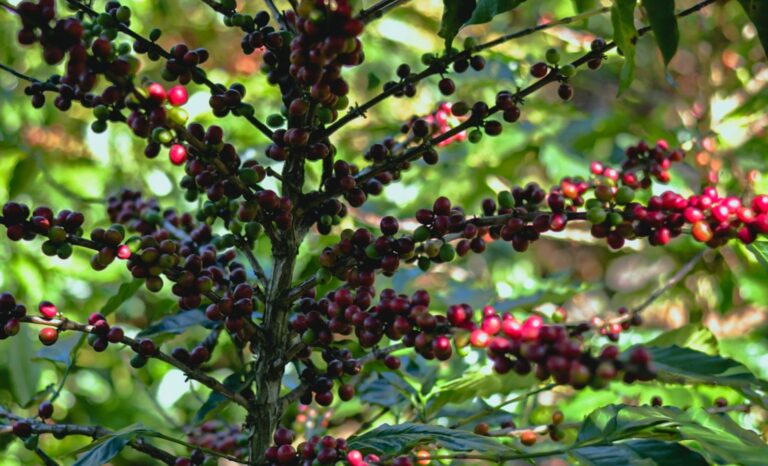 Starbucks México impulsa una nueva etapa de “Todos Sembramos Café” para fortalecer el futuro de las comunidades cafetaleras