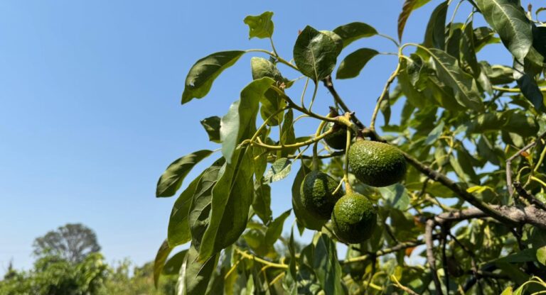 Gobierno del Estado fortalece la producción de aguacate poblano