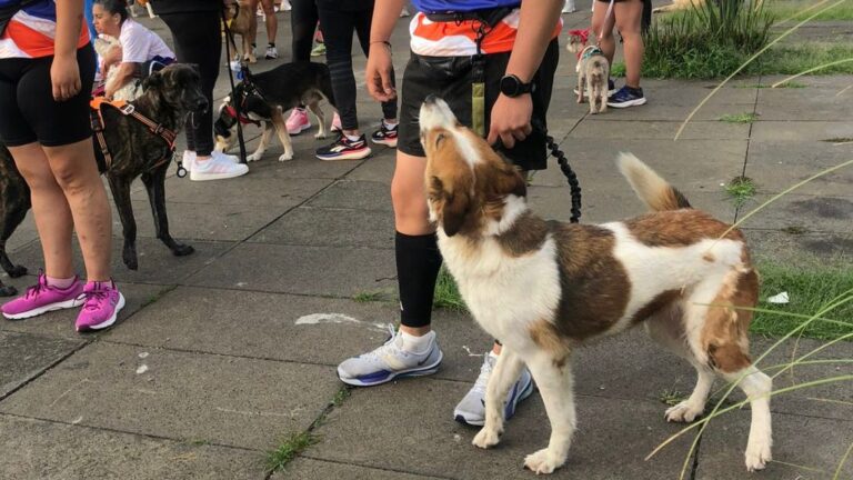 Familias y mascotas disfrutan gran fiesta deportiva canina