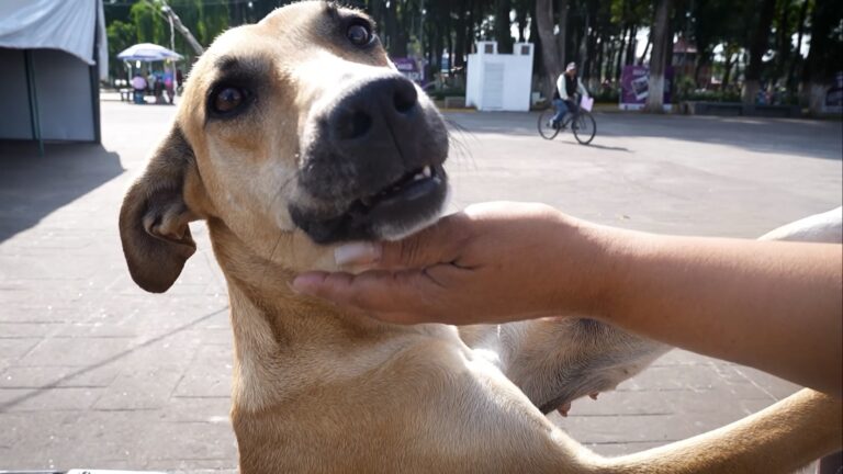 Roberto Solís inicia protocolo de resguardo y adopción para perritos comunitarios del Zócalo de Huejotzingo