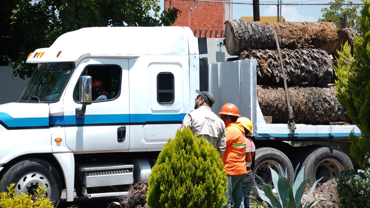 Suma Gobierno de Pepe Chedraui colaboración con Africam Safari para dar segundo uso a troncos de palmeras retiradas en La Paz